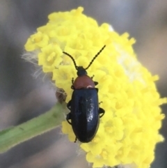 Atoichus sp. (genus) (Darkling beetle) at Paddys River, ACT - 9 Oct 2021 by Ned_Johnston