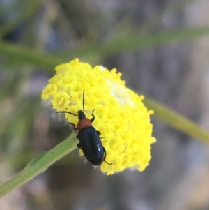 Atoichus sp. (genus) at suppressed - 9 Oct 2021