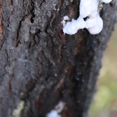 Unidentified Insect at Mount Majura - 7 Oct 2021 by Sarah2019