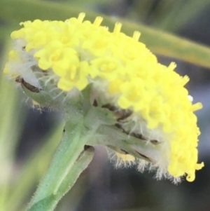 Craspedia variabilis at Paddys River, ACT - 9 Oct 2021