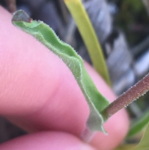 Craspedia variabilis at Paddys River, ACT - 9 Oct 2021