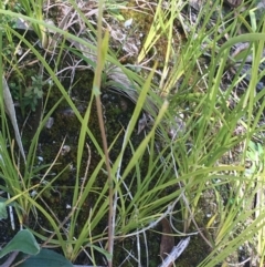 Craspedia variabilis at Paddys River, ACT - 9 Oct 2021