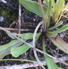 Craspedia variabilis at Paddys River, ACT - 9 Oct 2021