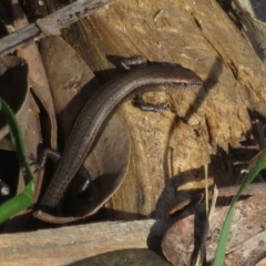 Lampropholis delicata (Delicate Skink) at Watson, ACT - 9 Oct 2021 by Christine