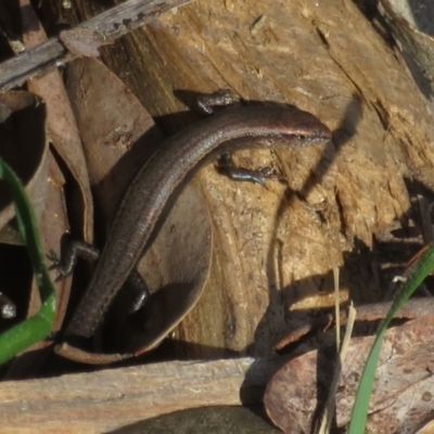 Lampropholis delicata (Delicate Skink) at Watson, ACT - 9 Oct 2021 by Christine