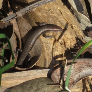 Lampropholis delicata at Watson, ACT - 9 Oct 2021