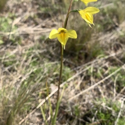 Diuris monticola (Highland Golden Moths) at Corrowong, NSW - 3 Oct 2021 by BlackFlat