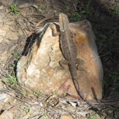 Pogona barbata (Eastern Bearded Dragon) at Point 4997 - 9 Oct 2021 by Christine