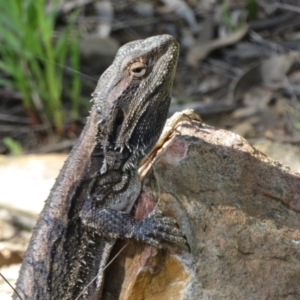 Pogona barbata at Watson, ACT - 9 Oct 2021