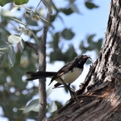 Rhipidura leucophrys (Willie Wagtail) at Holt, ACT - 9 Oct 2021 by Sammyj87