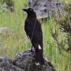 Strepera graculina (Pied Currawong) at Coree, ACT - 10 Oct 2021 by Sammyj87