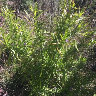 Solanum vescum (Green Kangaroo Apple) at Paddys River, ACT - 9 Oct 2021 by Ned_Johnston