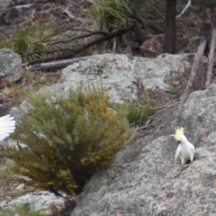 Cacatua galerita (Sulphur-crested Cockatoo) at Ginninderry Conservation Corridor - 10 Oct 2021 by Sammyj87