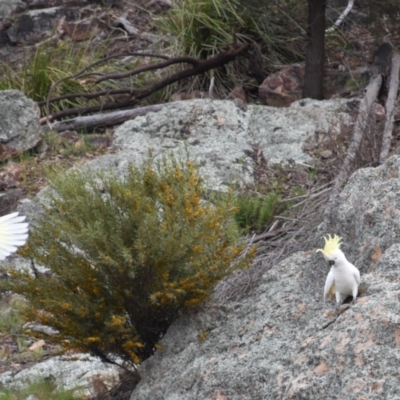 Cacatua galerita (Sulphur-crested Cockatoo) at Ginninderry Conservation Corridor - 10 Oct 2021 by Sammyj87