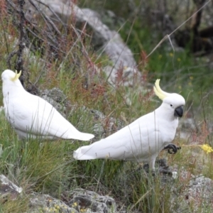 Cacatua galerita at Coree, ACT - 10 Oct 2021