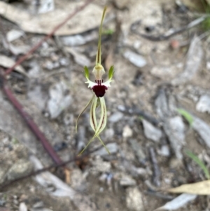 Caladenia atrovespa at Tuggeranong DC, ACT - 10 Oct 2021