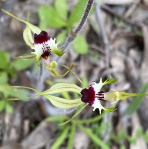 Caladenia atrovespa at Tuggeranong DC, ACT - 10 Oct 2021