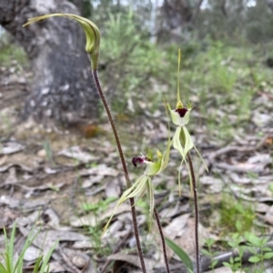 Caladenia atrovespa at Tuggeranong DC, ACT - 10 Oct 2021