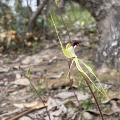 Caladenia atrovespa at Tuggeranong DC, ACT - 10 Oct 2021