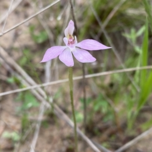 Caladenia carnea at Theodore, ACT - suppressed