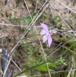 Caladenia carnea at Theodore, ACT - suppressed