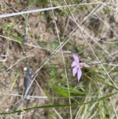 Caladenia carnea at Theodore, ACT - suppressed