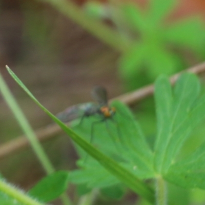 Unidentified Long-legged Fly (Dolichopodidae) at Wodonga, VIC - 10 Oct 2021 by KylieWaldon