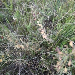 Daviesia genistifolia (Broom Bitter Pea) at Hackett, ACT - 7 Oct 2021 by Sarah2019