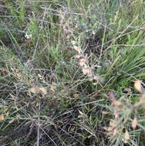 Daviesia genistifolia at Hackett, ACT - 7 Oct 2021