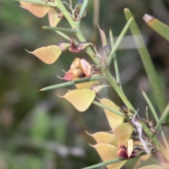 Daviesia genistifolia at Hackett, ACT - 7 Oct 2021