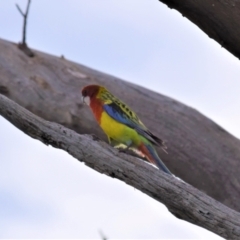 Platycercus eximius (Eastern Rosella) at Ginninderry Conservation Corridor - 10 Oct 2021 by Sammyj87