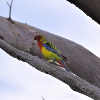 Platycercus eximius (Eastern Rosella) at Holt, ACT - 9 Oct 2021 by Sammyj87