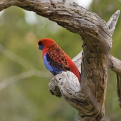 Platycercus elegans (Crimson Rosella) at Coree, ACT - 9 Oct 2021 by Sammyj87