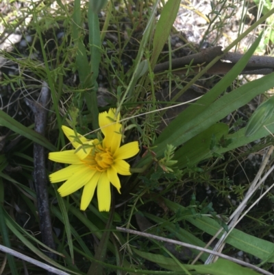 Microseris walteri (Yam Daisy, Murnong) at Paddys River, ACT - 9 Oct 2021 by NedJohnston