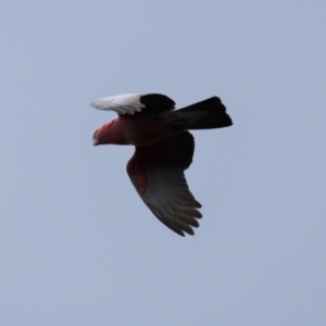 Eolophus roseicapilla at Coree, ACT - 10 Oct 2021 10:37 AM