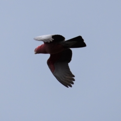 Eolophus roseicapilla (Galah) at Ginninderry Conservation Corridor - 10 Oct 2021 by Sammyj87