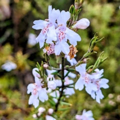 Westringia eremicola (Slender Western Rosemary) at Bullen Range - 9 Oct 2021 by HelenCross