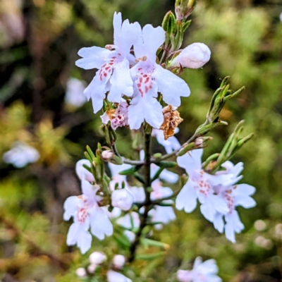 Westringia eremicola (Slender Western Rosemary) at Stromlo, ACT - 10 Oct 2021 by HelenCross