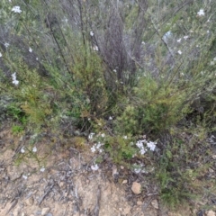 Westringia eremicola at Stromlo, ACT - 10 Oct 2021