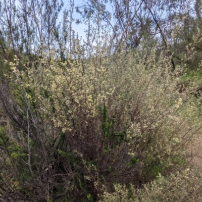 Pomaderris angustifolia (Pomaderris) at Stromlo, ACT - 9 Oct 2021 by HelenCross