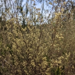 Pomaderris angustifolia at Stromlo, ACT - 10 Oct 2021