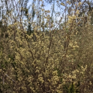 Pomaderris angustifolia at Stromlo, ACT - 10 Oct 2021 08:38 AM