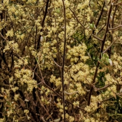 Pomaderris angustifolia at Stromlo, ACT - 10 Oct 2021