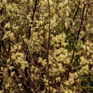 Pomaderris angustifolia at Stromlo, ACT - 10 Oct 2021