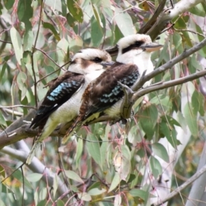 Dacelo novaeguineae at Holt, ACT - 10 Oct 2021 11:00 AM