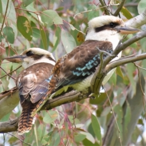 Dacelo novaeguineae at Holt, ACT - 10 Oct 2021 11:00 AM