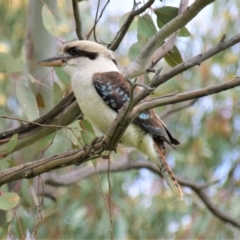 Dacelo novaeguineae at Holt, ACT - 10 Oct 2021 11:00 AM