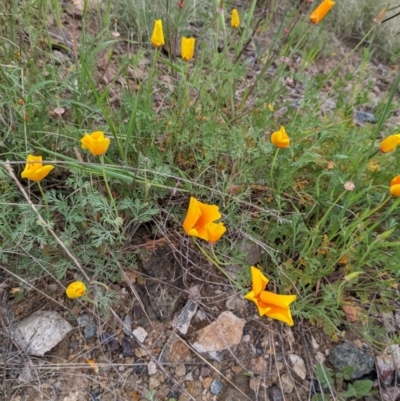 Eschscholzia californica (California Poppy) at Stromlo, ACT - 9 Oct 2021 by HelenCross
