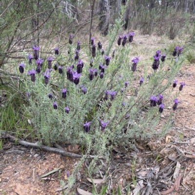 Lavandula stoechas (Spanish Lavender or Topped Lavender) at Bruce, ACT - 10 Oct 2021 by Wen