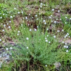 Rhodanthe anthemoides (Chamomile Sunray) at Stromlo, ACT - 9 Oct 2021 by HelenCross